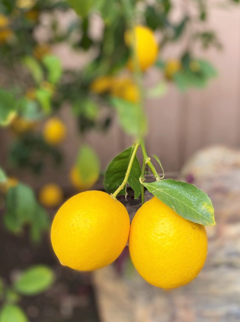 Lemon Tree