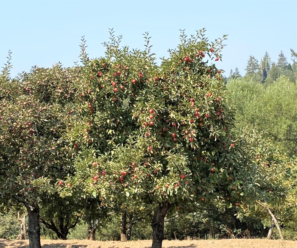 Gravenstein Apple Trees