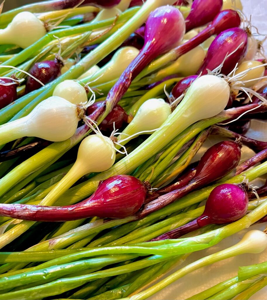 bunch of spring onions