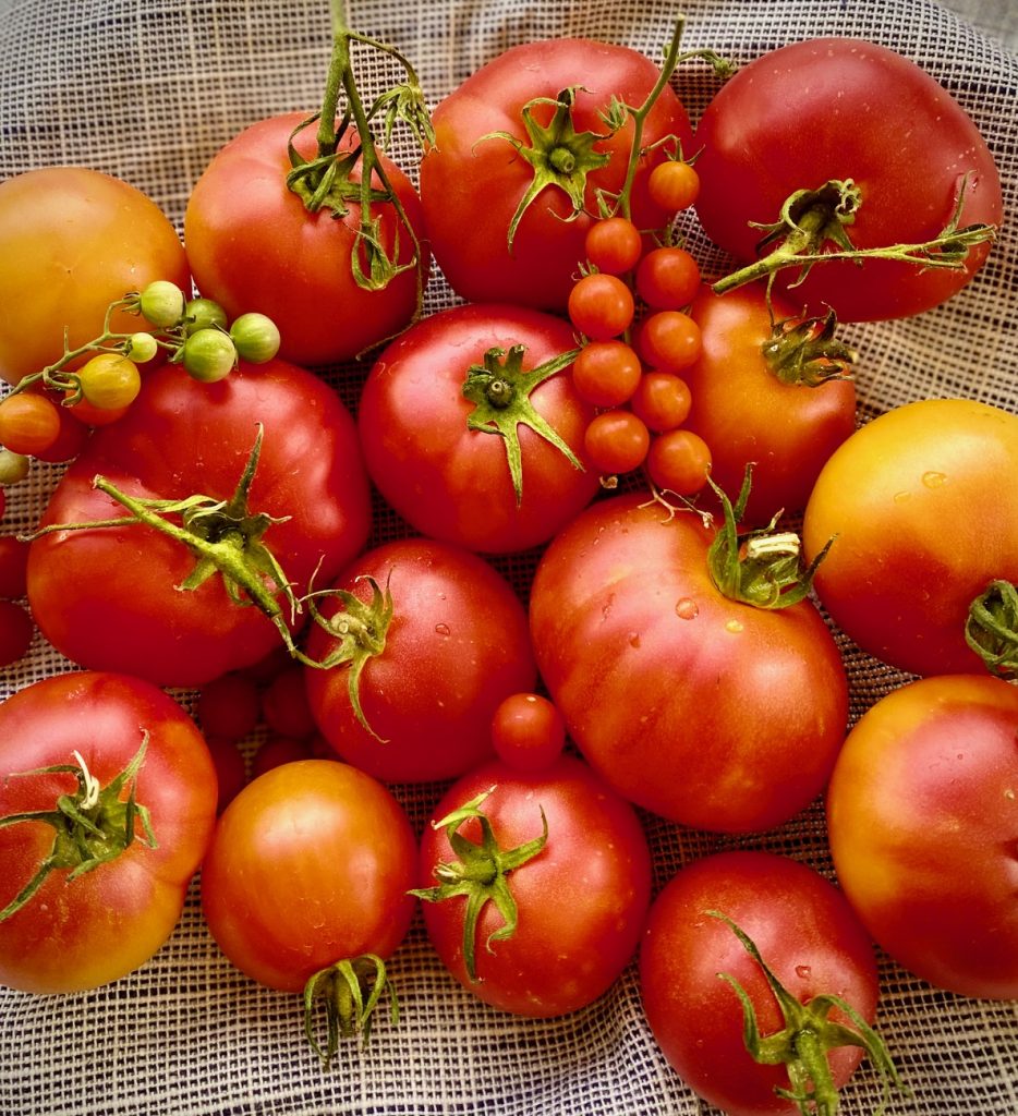 a group of heirloom tomatoes