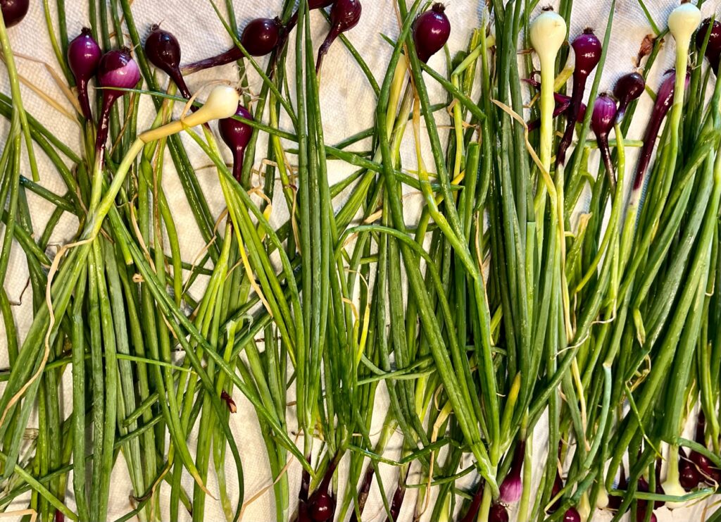 horizontal spring onion bunch