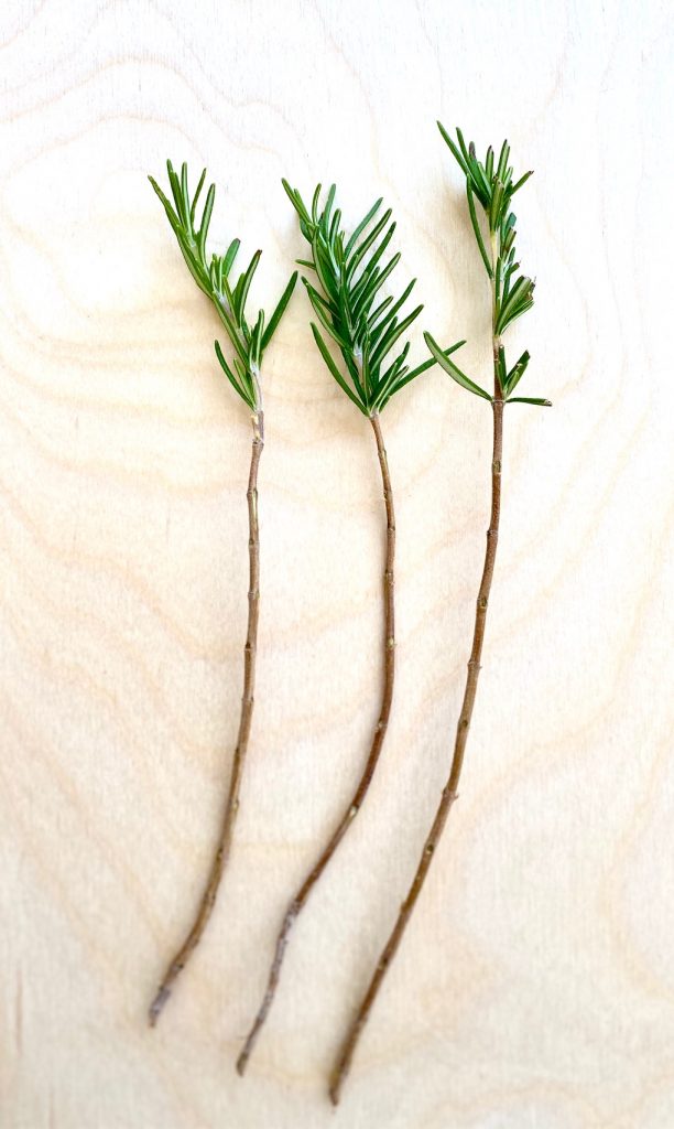 3 Stripped Rosemary Sprigs