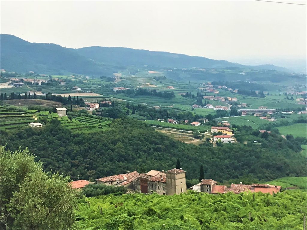 Vineyards in the Veneto, Italy